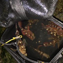 ガシリング爆釣